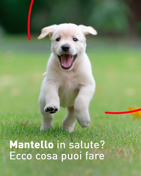 A 4:5 vertical ad featuring a joyful puppy running towards the camera with a text overlay questioning the viewer about their pet's coat health.
